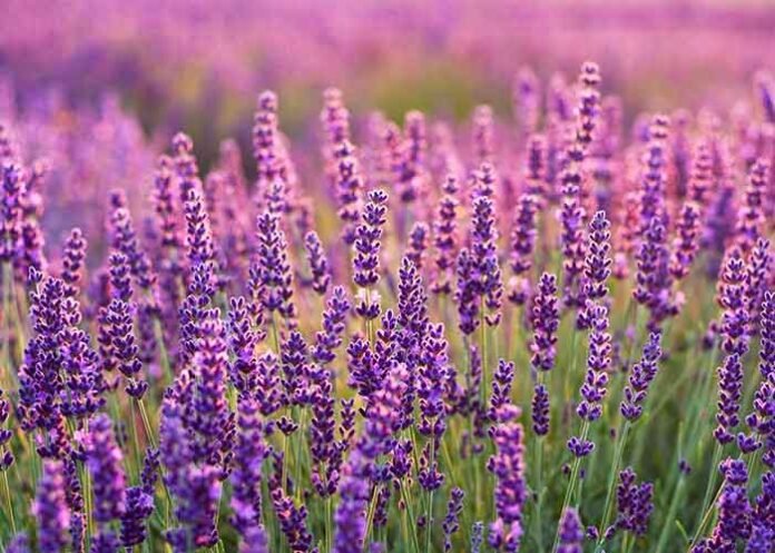 lavender