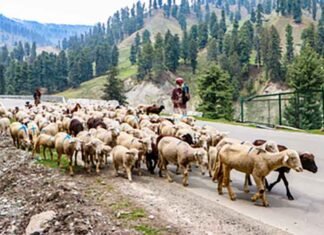Suspected pesticide-contaminated pasture in J&K’s Tral kills 20 sheep sheeps