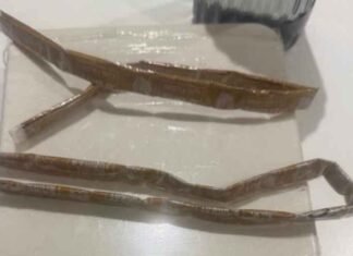 Gold paste hidden in shirt collars seized from two Dubai passengers at Ahmedabad Airport