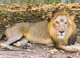 lion