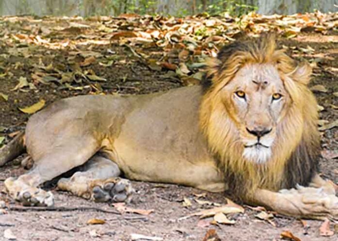 lion