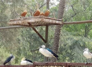 Chhatbir Zoo records over 3.71 lakh visitors in first 8 Months of 2026: Punjab Minister Kataruchak Chhatbir Zoo recorded 3.71 lakh visitors