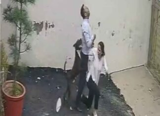 Couple injured in pitbull attack while viewing rental house in Patiala; CCTV footage emerges