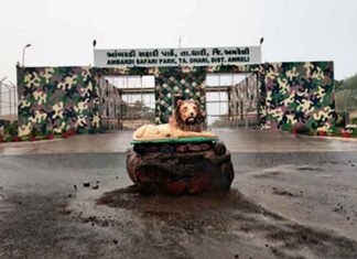 Gujarat lions Ambardi Safari Park