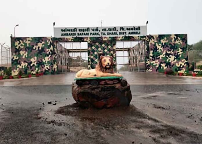 Gujarat lions Ambardi Safari Park