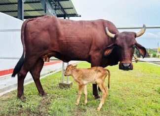 Assam Achieves Milestone With World’s First IVF-Born Lakhimi Female Calf: CM Sarma IVF-born indigenous Lakhimi calf