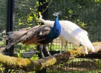India’s peacocks arrive at UN Geneva, featured as ‘Photo of the Week’