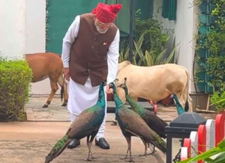 ‘Special, as Always’: PM Modi Shares Heartwarming Moments with Peacocks, Miniature Cattle PM Modi shares heartwarming daily routine with 'friends