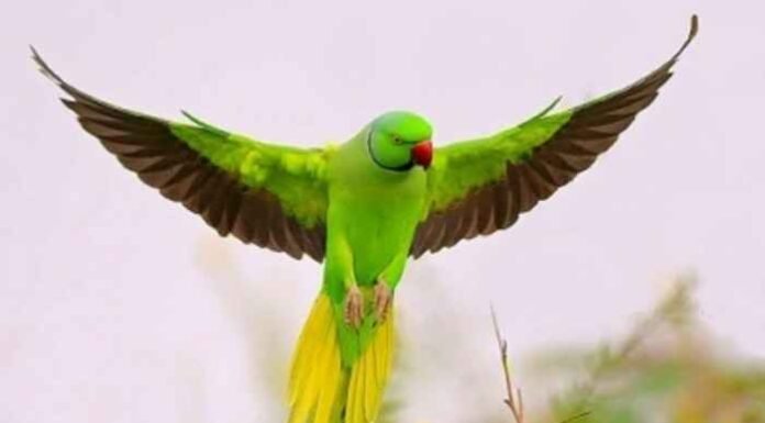 MP: Ex-Armyman offers Rs 21,000 reward, observes fast for missing pet parakeet ‘Tota Gopi’
