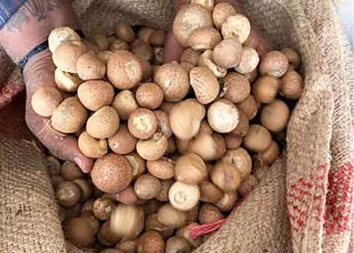 areca nut import racket