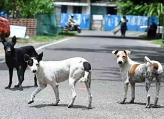 Three-year-old girl mauled by stray dog in Maharashtra’s Beed, receives 12 stitches stray dogs