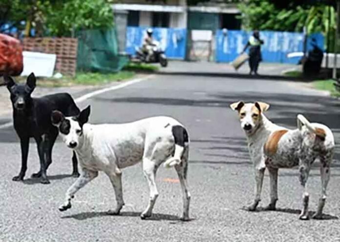 stray dogs