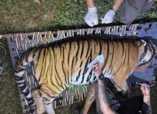 Three-Year-Old Tigress Airlifted from Bihar to Bengal, Release in Buxa on October 2