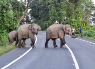 Bengaluru: 60-Year-Old Man Killed in Suspected Elephant Attack During Morning Walk