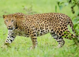 Leopard Enters Kota’s Chhatra Vilas Garden, Climbs 40-Foot Jamun Tree as Rescue Operation Underway Leopard-enters