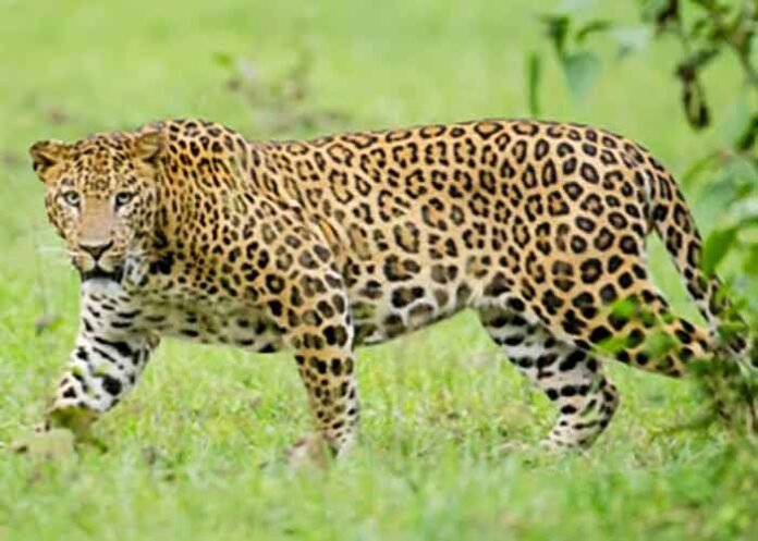 Leopard-enters