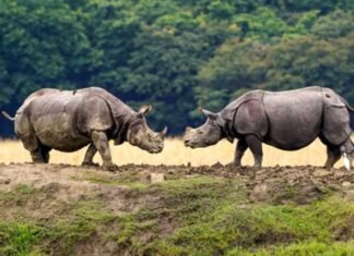 Assam Hosts Nearly 80% of World’s Greater One-Horned Rhinos, Records Zero Poaching in 2025