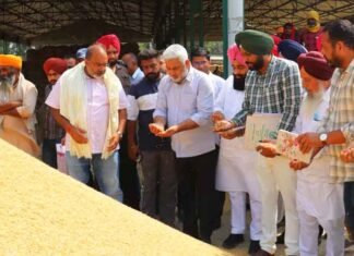 Punjab Minister Kataruchak Reviews Paddy Procurement Arrangements at Raiya Mandi in Amritsar Kataruchak reviews paddy procurement at Raiya Mandi