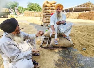 Punjab Farmers Get Dedicated Helpline for Stubble Management and Alternatives to Burning Punjab farmers can call the Sanjha Mittar helpline