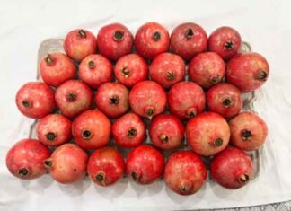 Himachal Pradesh’s Sinduri Pomegranates Reach Dubai, Boosting India’s Agricultural Exports Sinduri pomegranate