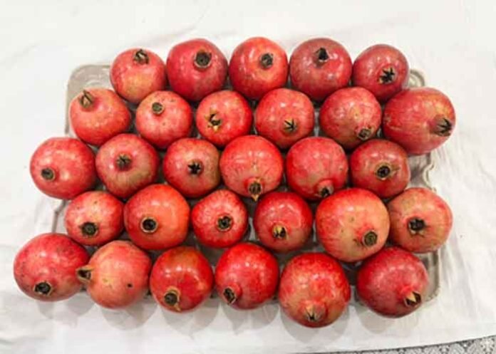 Sinduri pomegranate