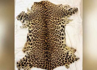DRI Busts Leopard Skin Trafficking Syndicate in Maharashtra’s Gondia, Two Held leopard skin
