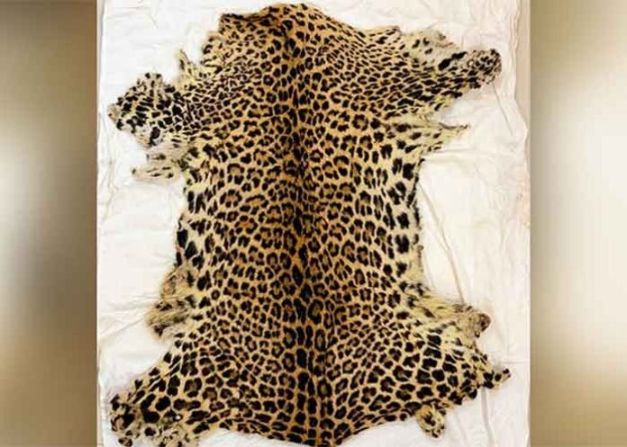 leopard skin
